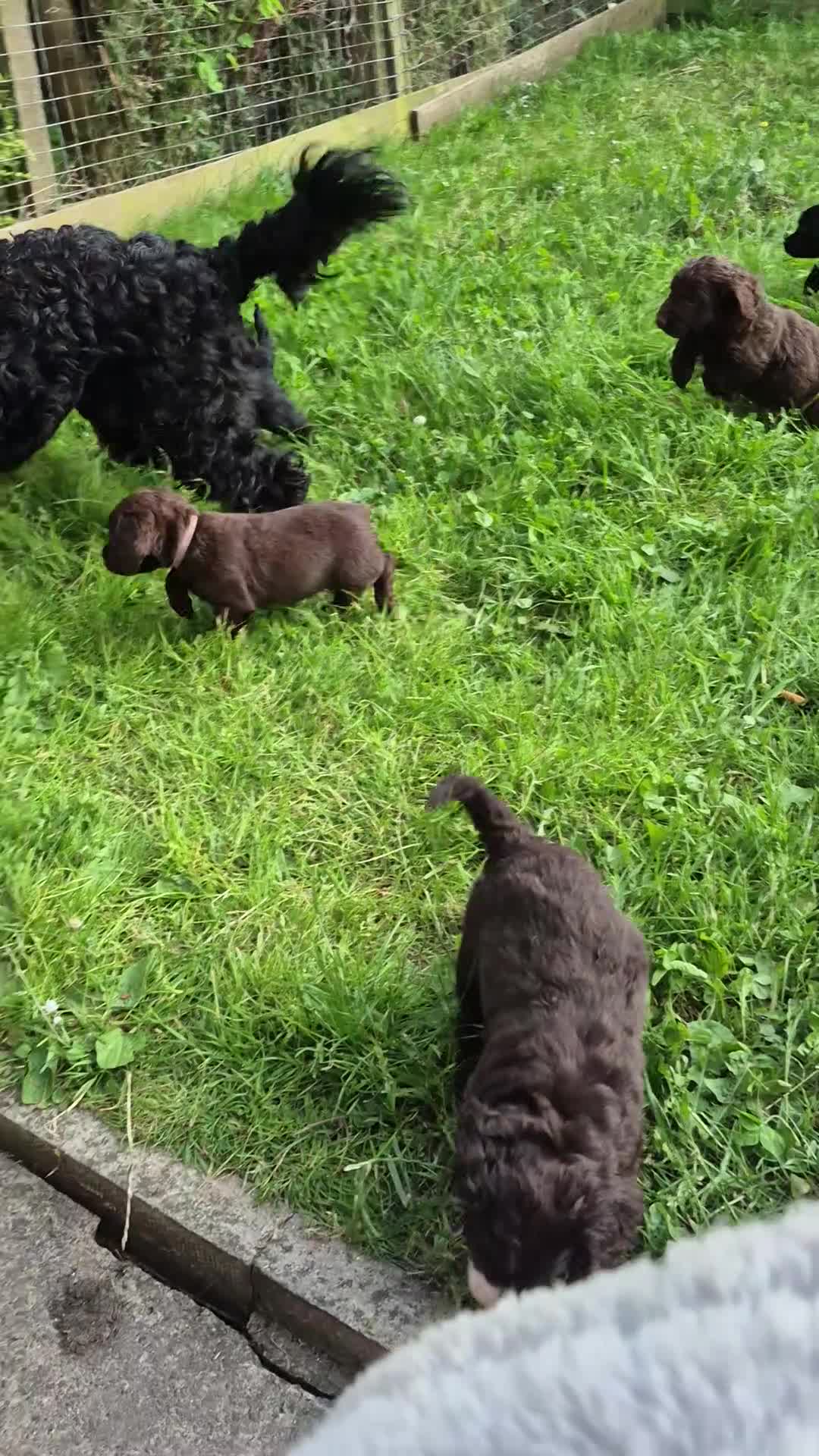 Cockapoo dogs for sale: Cockapoo puppies - Video 3