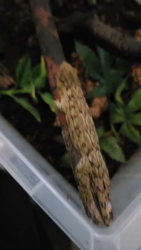 Gecko reptiles for sale: Leachianus giant geckos!  in Leeds - Video 1