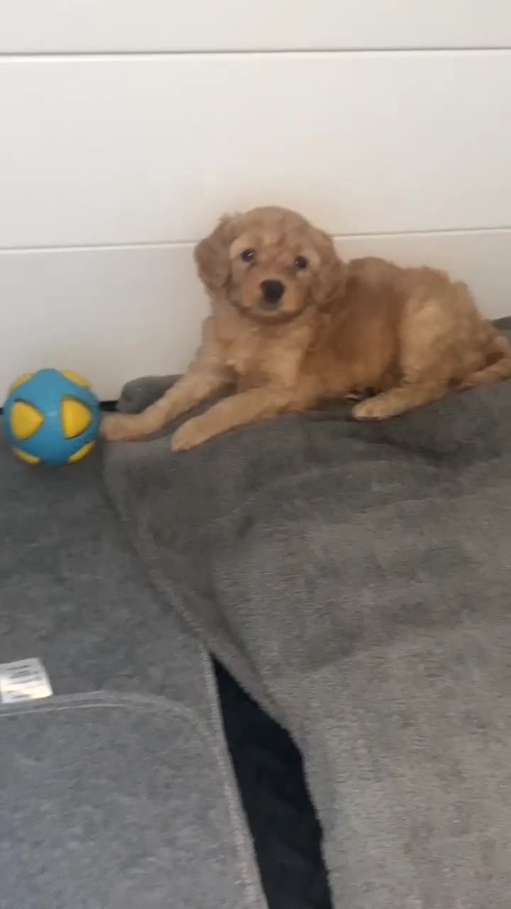 Cockapoo dogs for sale: Beautiful cockapoos - Video 1