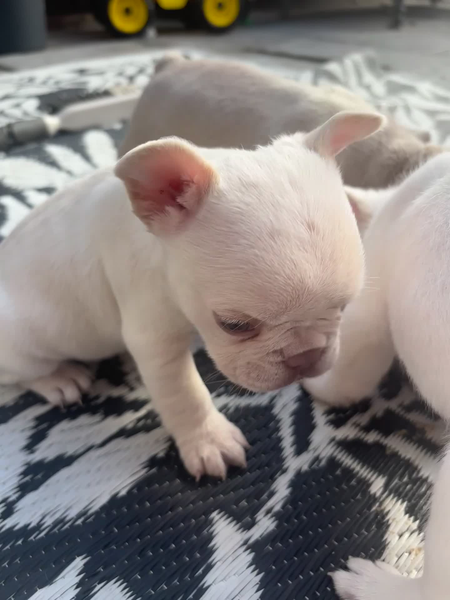 French Bulldog dogs for sale: Stunning French Bulldog Puppies – Family Raised in Durham - Video 2