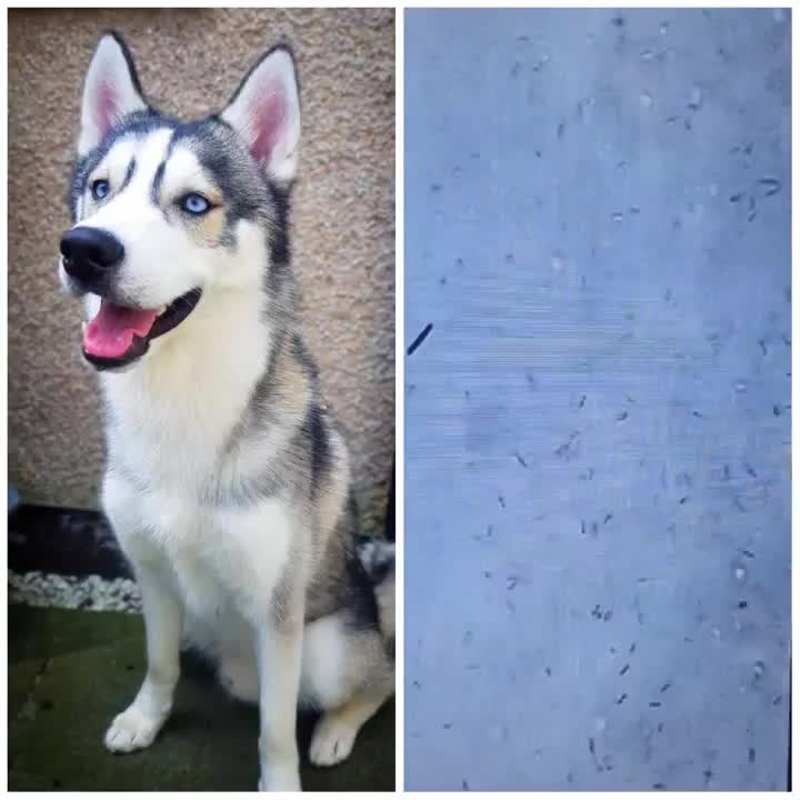 Siberian Husky dogs for stud: DANAMELI TITAN KING - Proven Health Tested Stud in Glasgow - Video 1