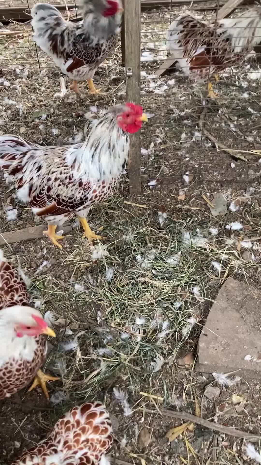 Chickens poultry for sale: Buff laced wyandotte cockerels - choice of 5 - Video 2