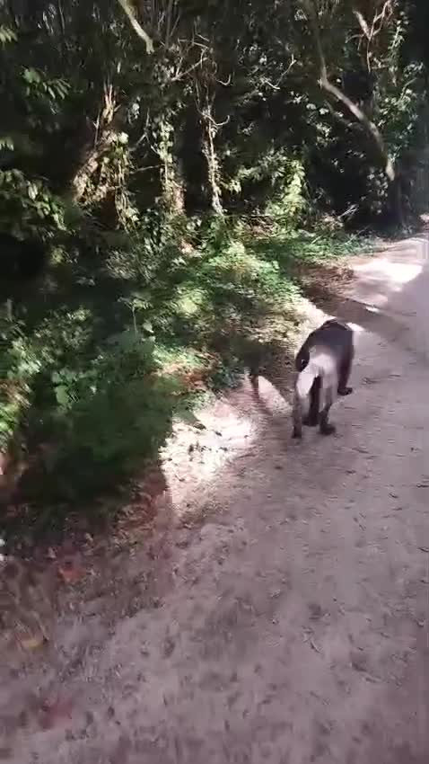 Cane Corso dogs for sale: Cane corso Rex 5 months old  - Video 1