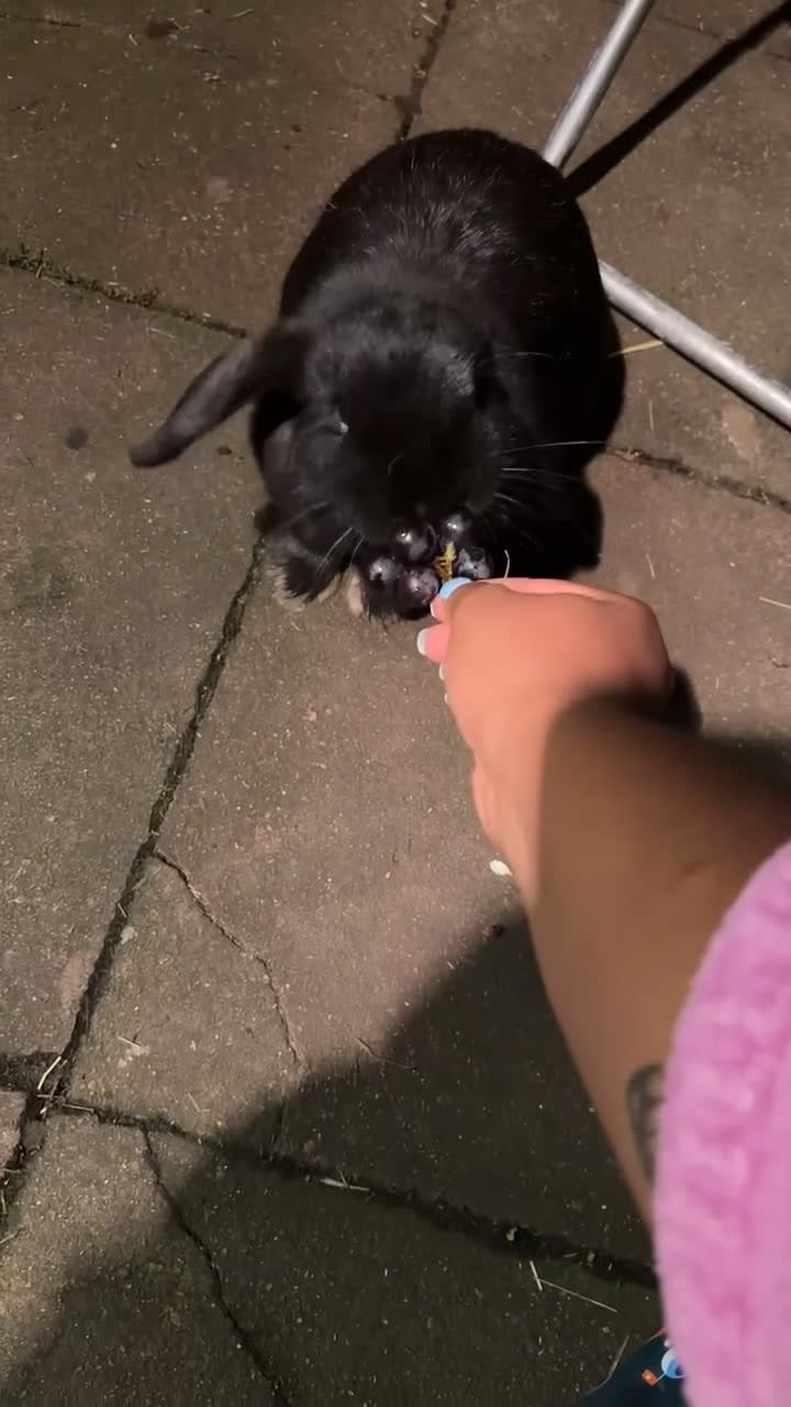 Mini Lop rabbits for sale: Reggie looking for a loving home💙 - Video 1