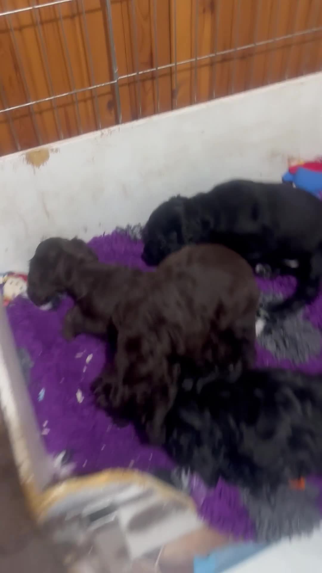 Cockapoo dogs for sale: F1b Cockapoo Puppies, Forever Home Ready 🐕‍🦺🐾 - Video 3