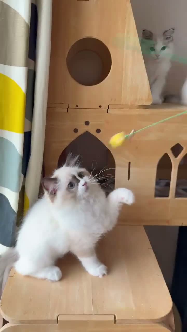 Ragdoll cats for sale: Adorable Ragdoll Kittens - 12 Weeks, Ready Now - Video 2