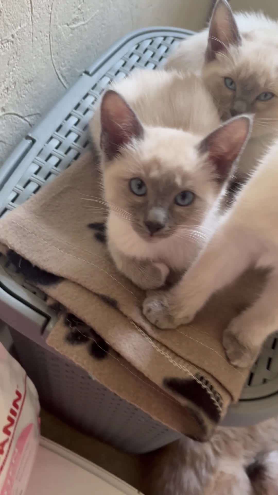 Ragamese cats for sale: 5 Stunning Ragamese Kittens - Video 2