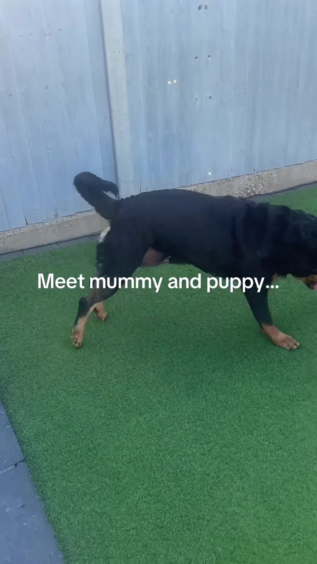 Rottweiler dogs for sale: OUTSTANDING QUALITY GERMAN ROTTWEILER PUPPIES  - Video 2