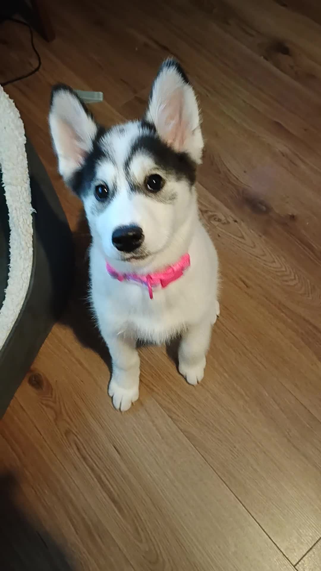 Mixed Breed dogs for sale: Puppy for sale - Video 1