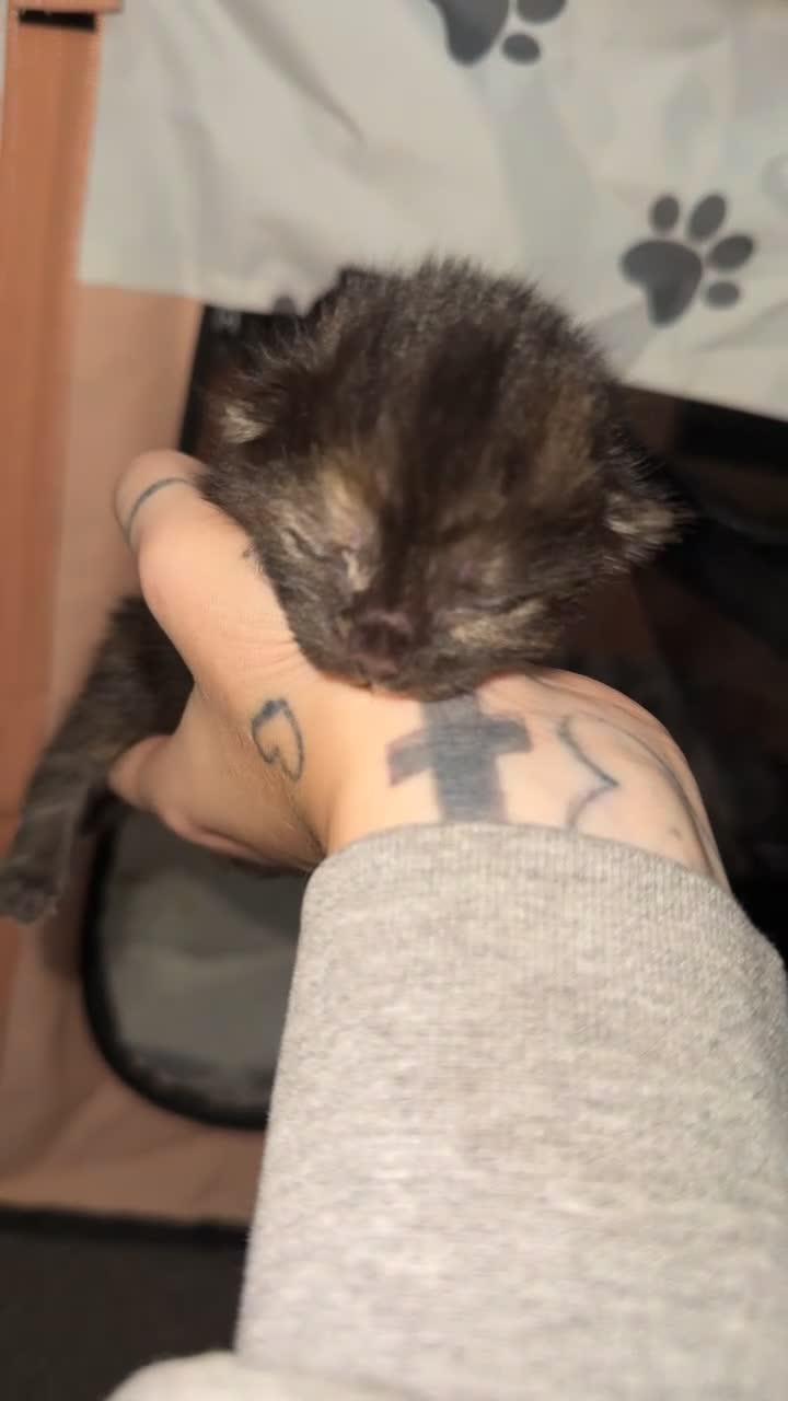 Mixed Breed cats for sale: 5 Tortoise shell kittens - Video 4