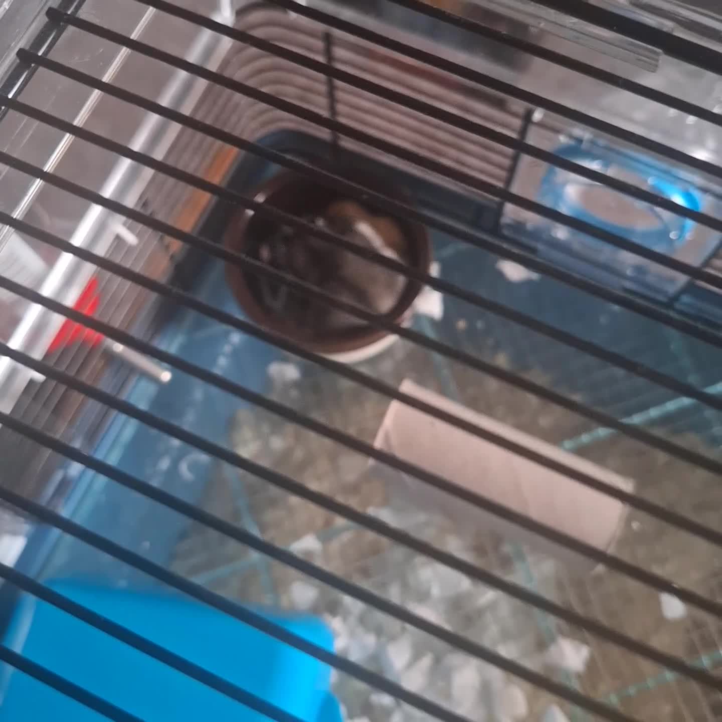 Hamster rodents for sale: Hamster  - Video 2