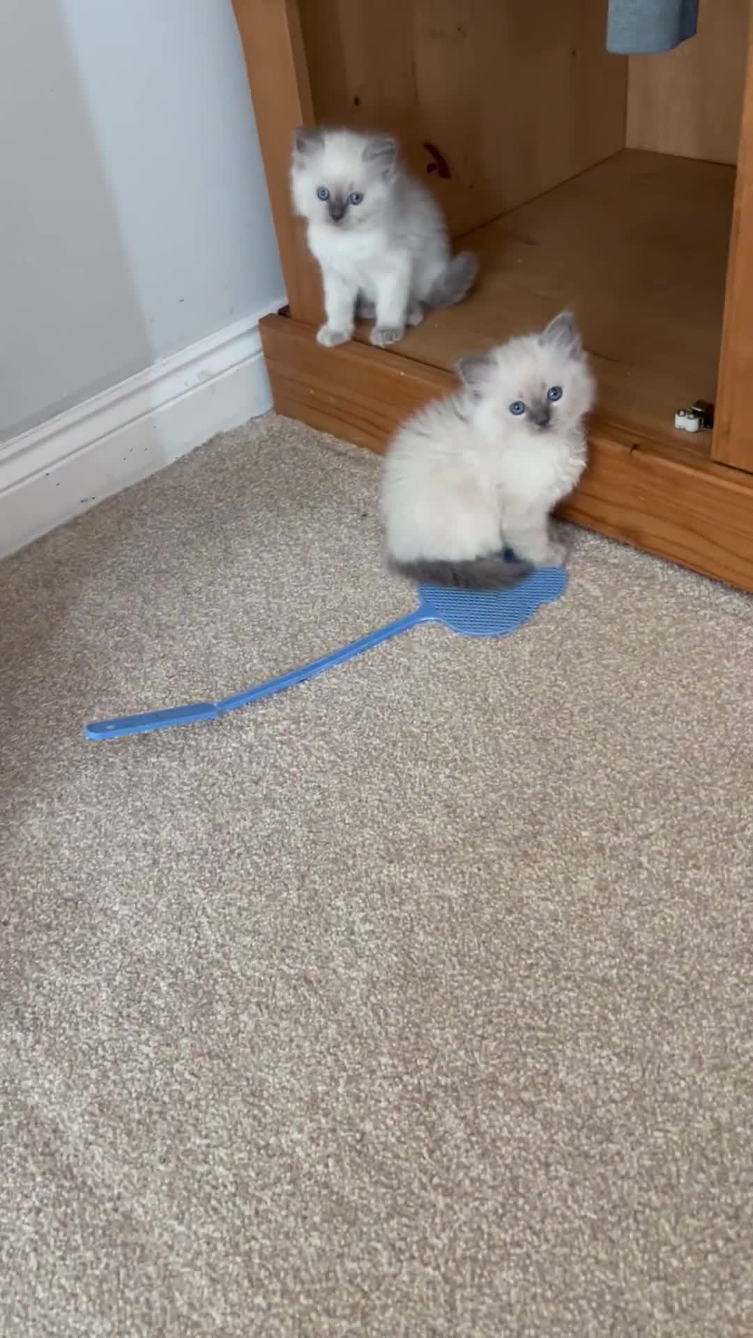 Ragdoll cats for sale: Ragdoll kittens - Video 1