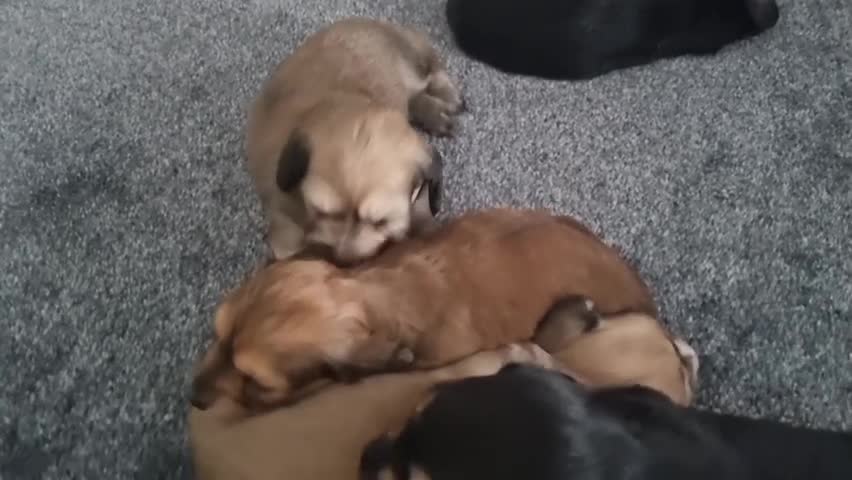Miniature Dachshund dogs for sale: Stunning litter of Lh mini dachshunds  - Video 1