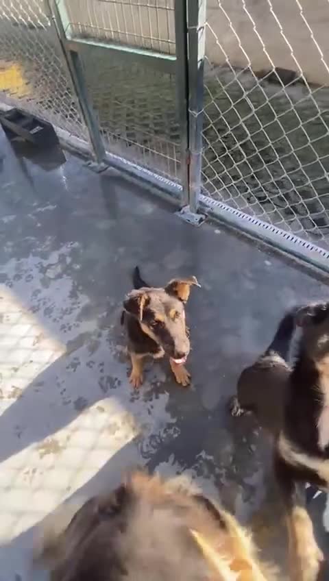 Mixed Breed dogs for adoption: Amelia, 8 months old, Available for adoption. - Video 2