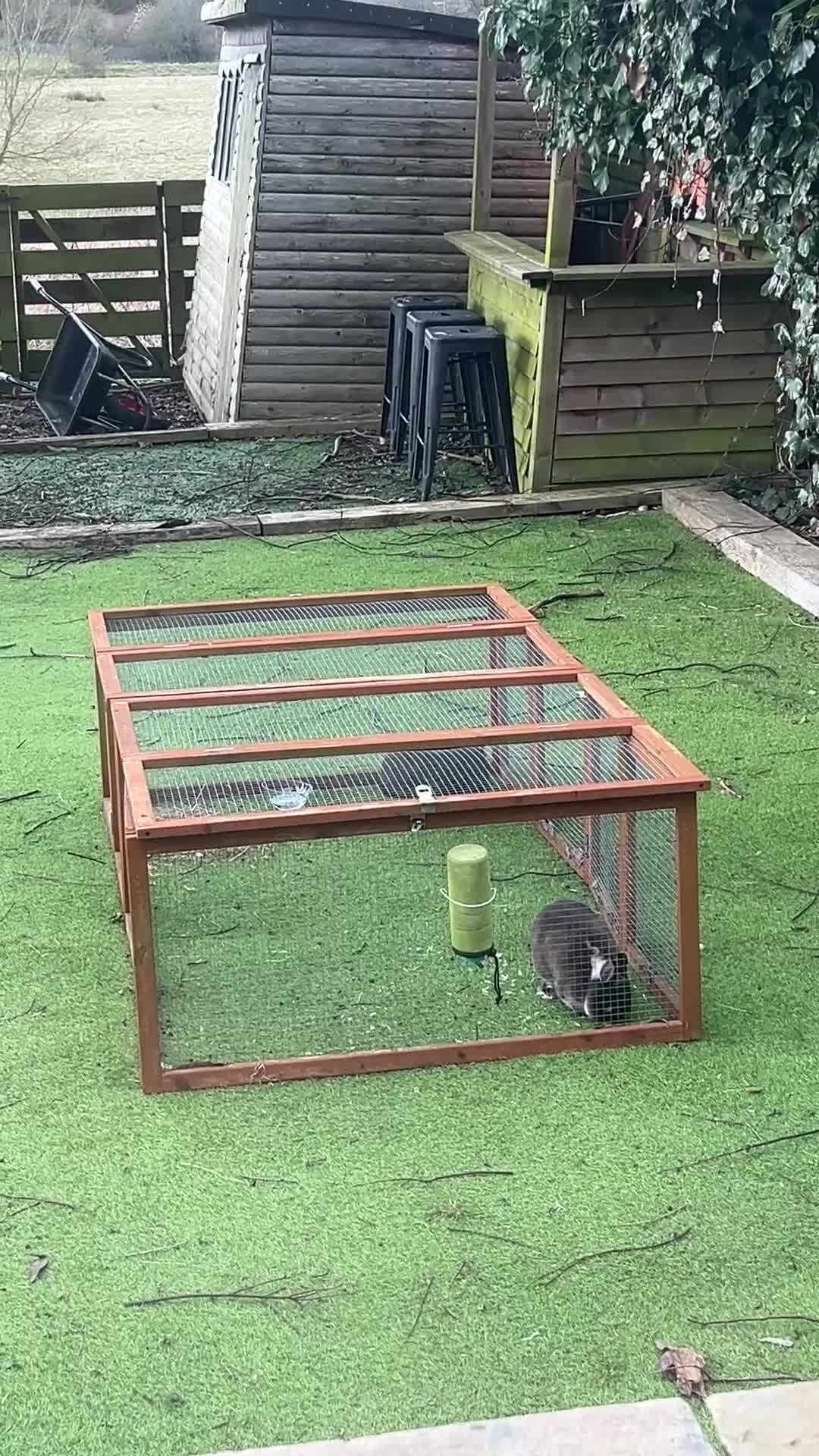 Netherland Dwarf rabbits for sale: 2 Netherland Dwarf brothers - Video 1