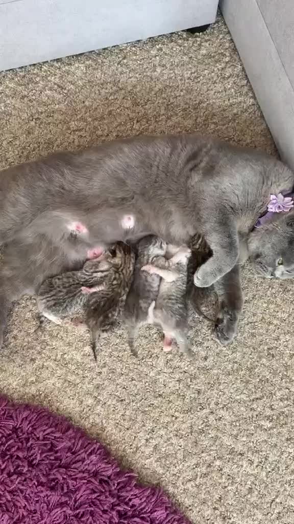 Scottish Fold cats for sale: Beautiful Scottish Fold Kittens for Loving Homes🐱 - Video 1