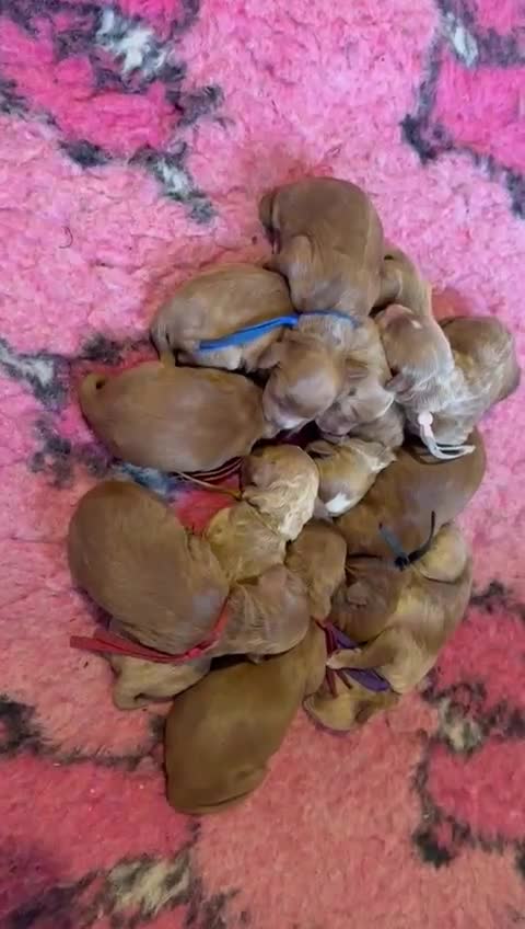 Australian Labradoodle dogs for sale: Therapy Dog Breeder - Video 1