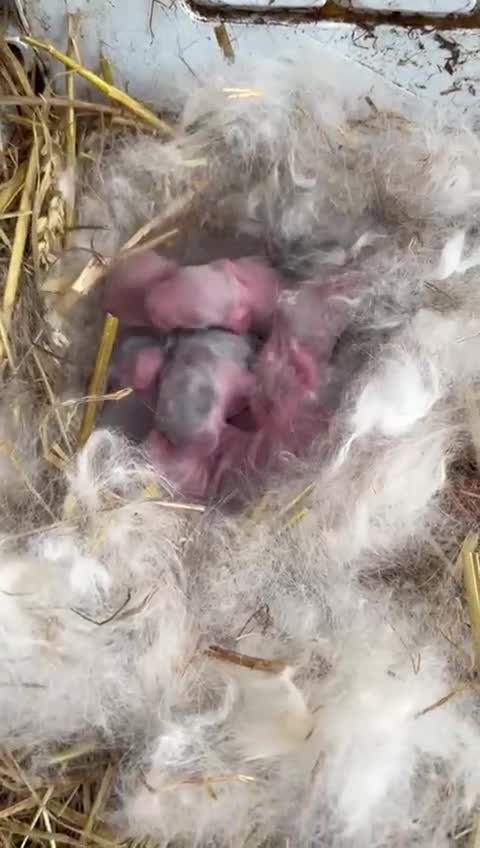 French Lop rabbits for sale: Giant French lops ready 10th may - Video 1