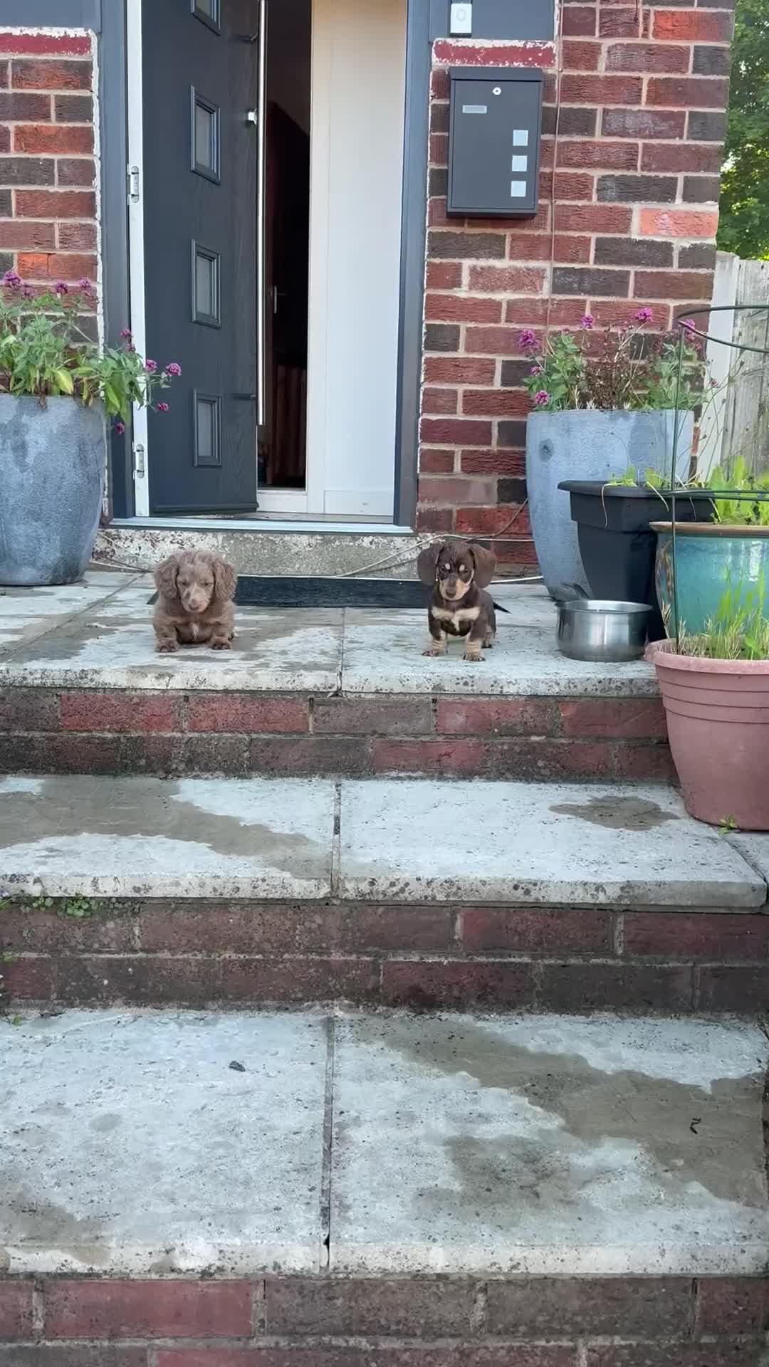 Miniature Dachshund dogs for sale: miniature dachshunds k c in Derby - Video 1
