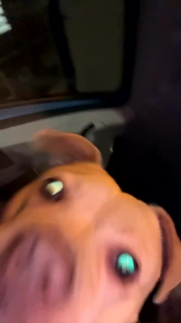 Mixed Breed dogs for sale: Little luna - Video 2