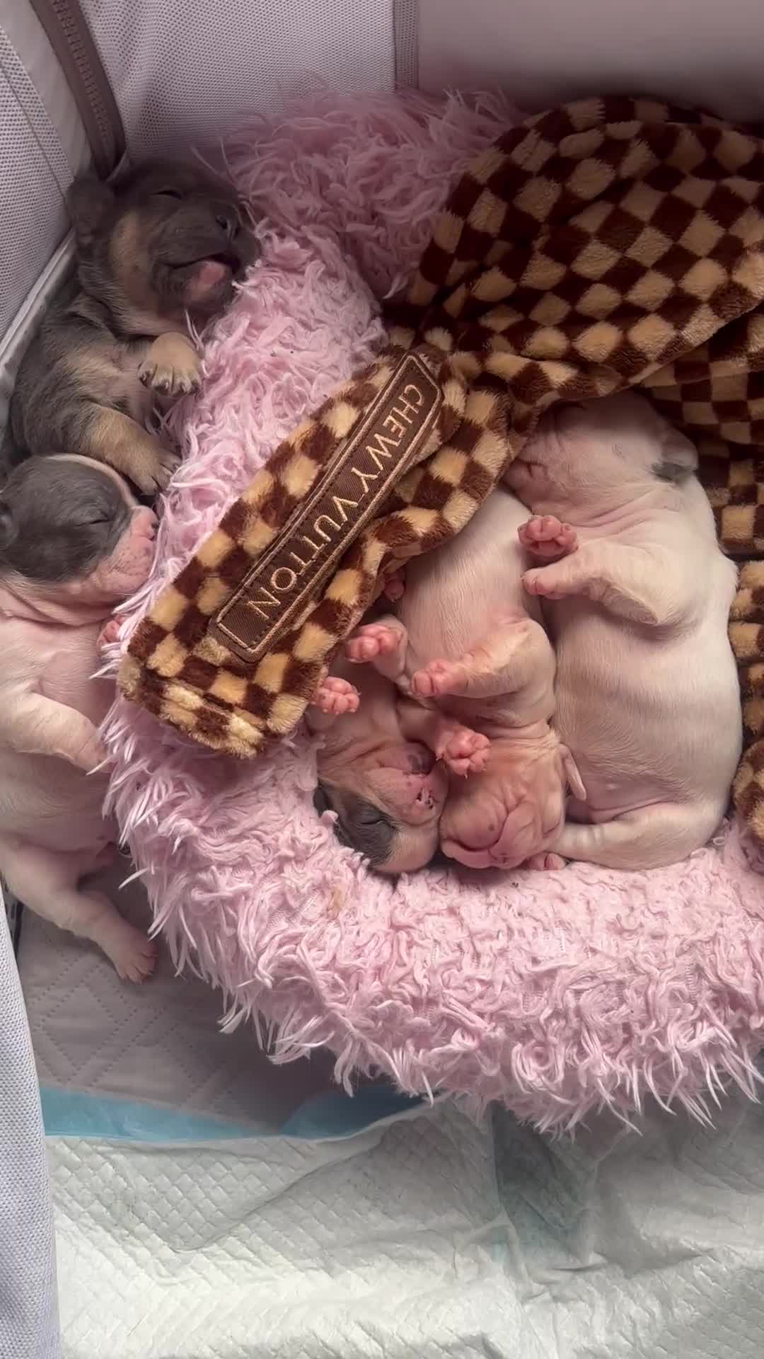 French Bulldog dogs for sale: Chunky French bulldog 3x girl puppies 23/10/25 - Video 1