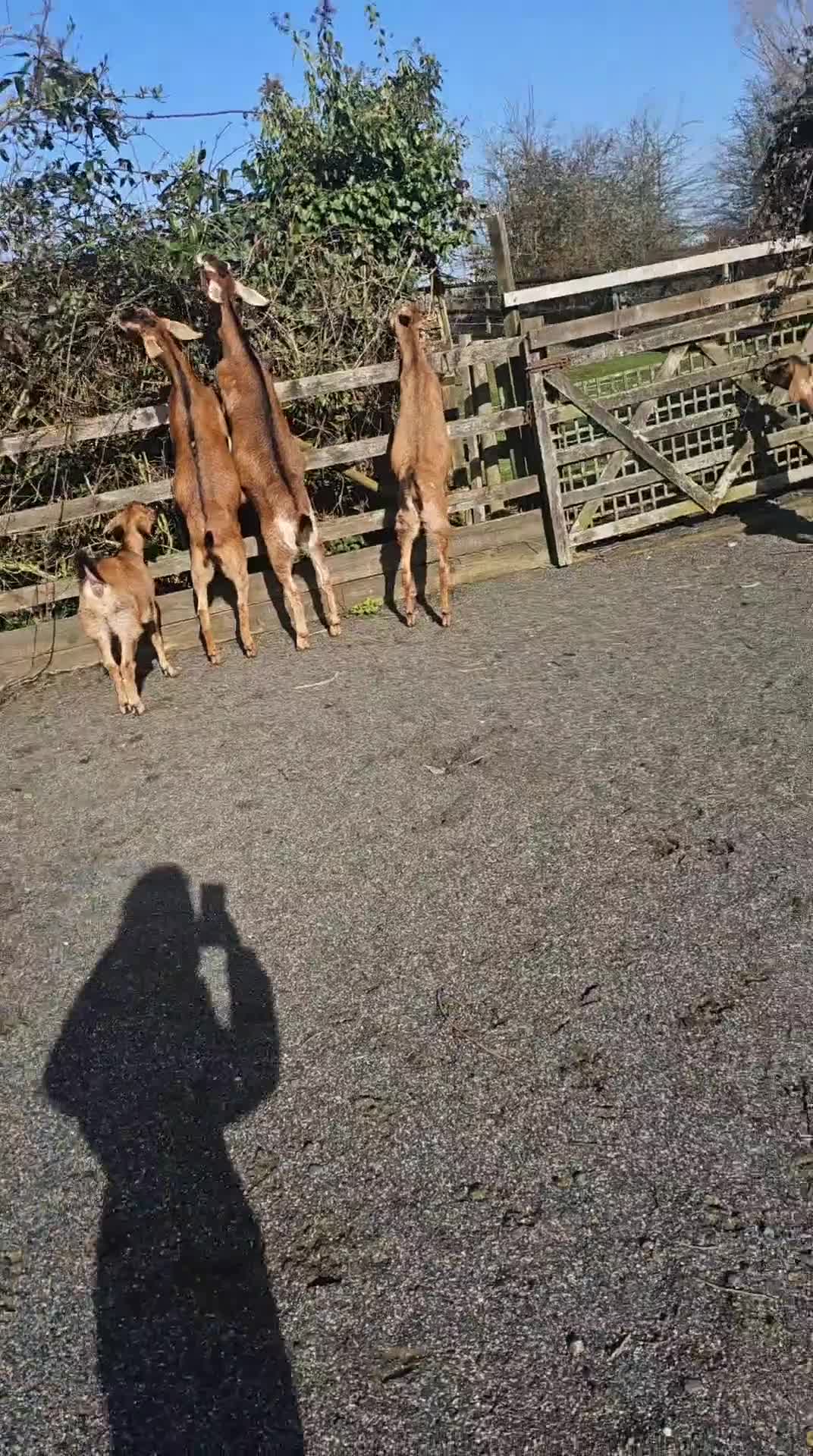 Goats livestock for sale: Anglo nubian nanny goats x5  - Video 1