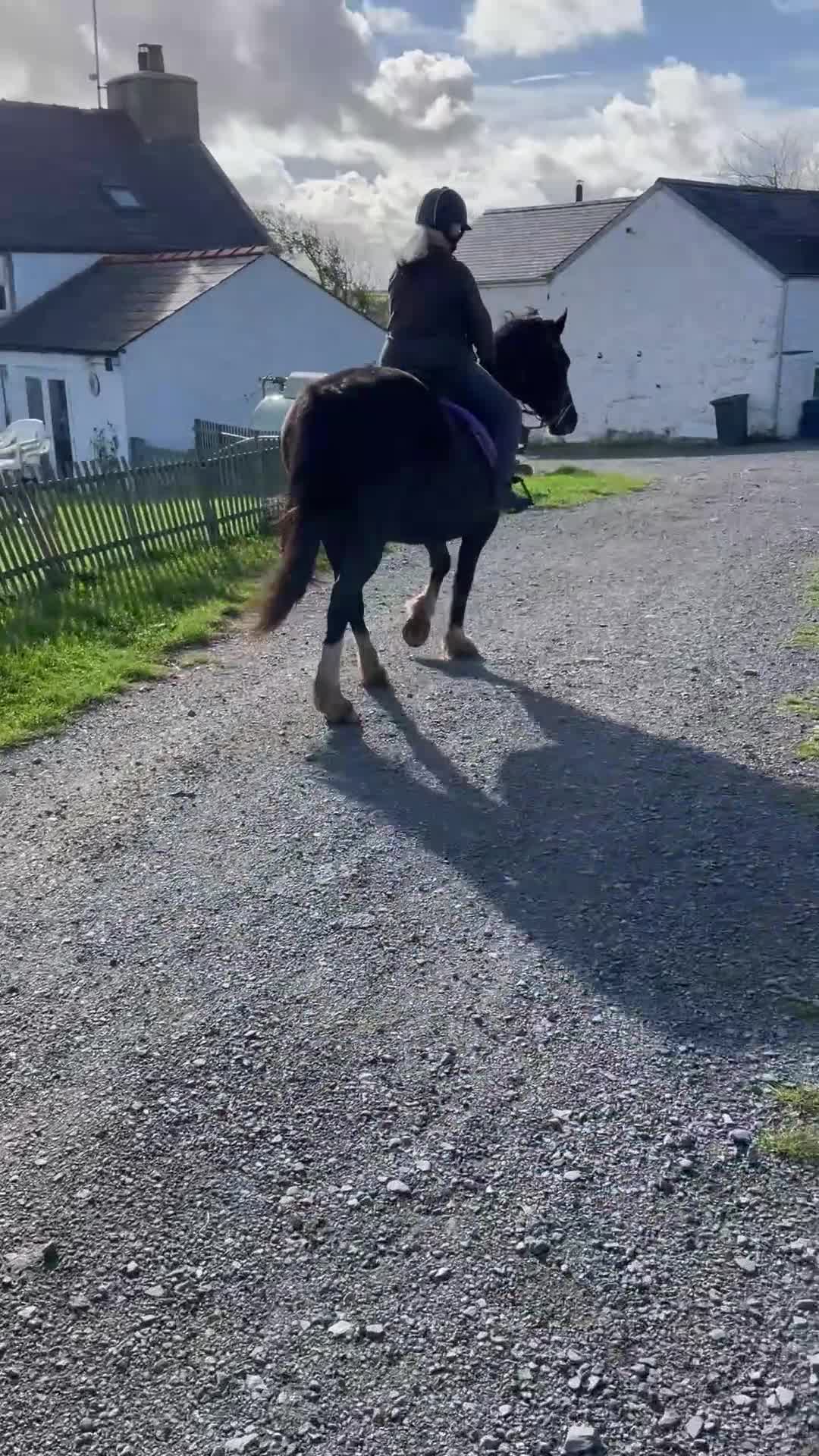 Welsh Section D horses for sale: Beautiful Homebred Welsh Cob Section D Mare - Video 1