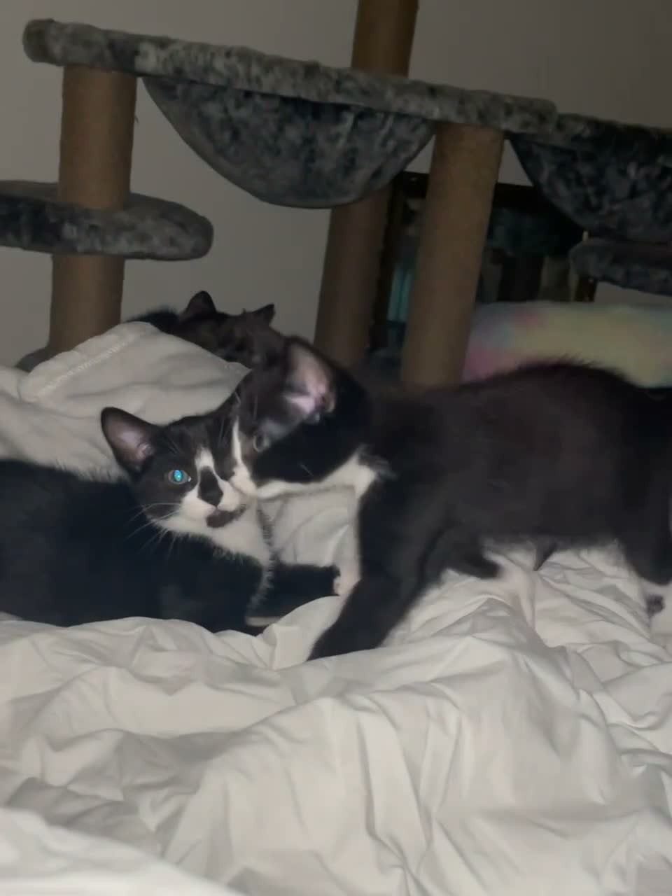 Mixed Breed cats for sale: 5 lovely kittens 🐾 - Video 4