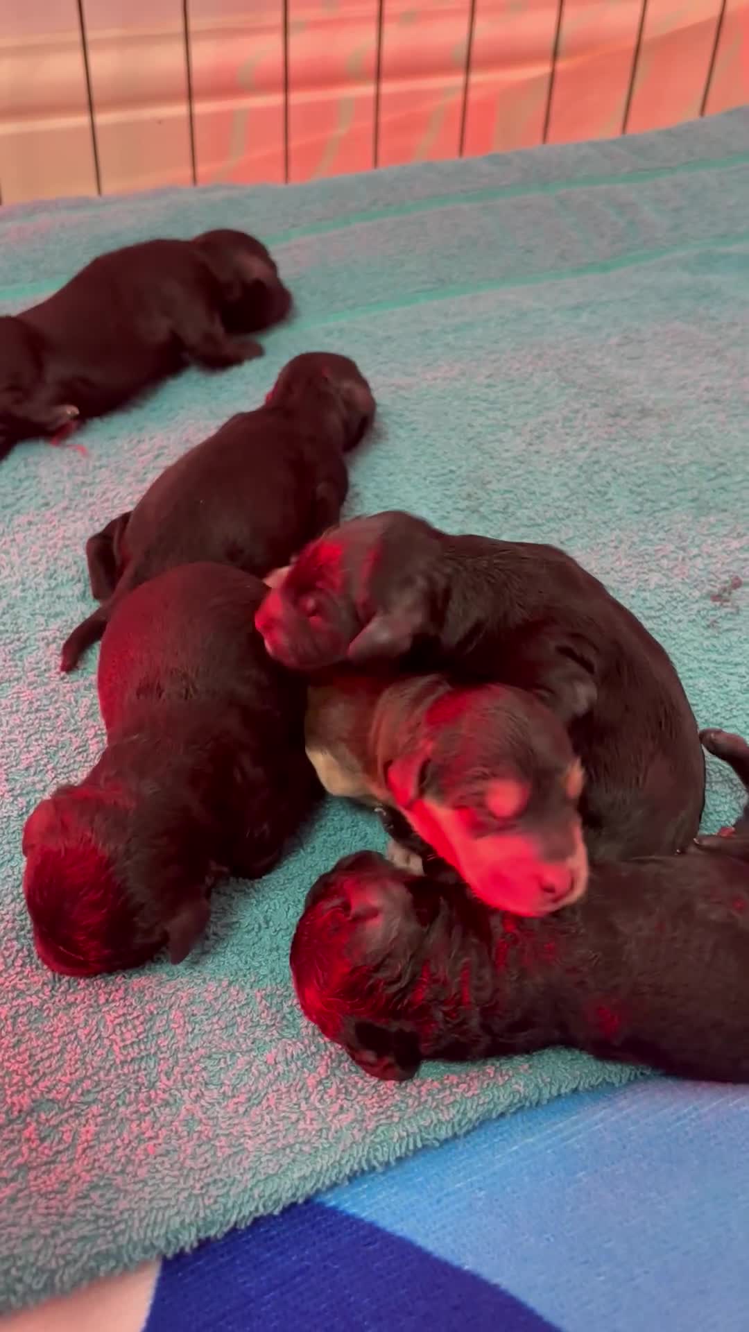 Cockapoo dogs for sale: F2B cockapoo puppies  - Video 1