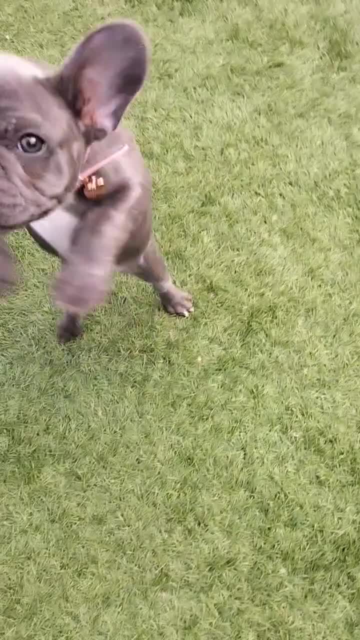 French Bulldog dogs for sale: Lady Grey 🩶 - Video 1