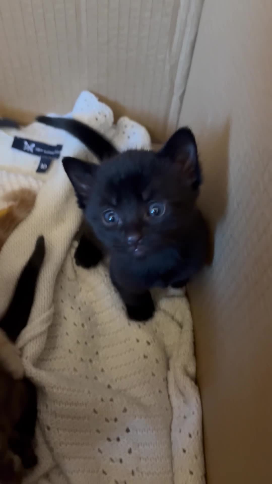 Mixed Breed cats for sale: One Tortoiseshell and two black kittens for sale  in Taunton - Video 1
