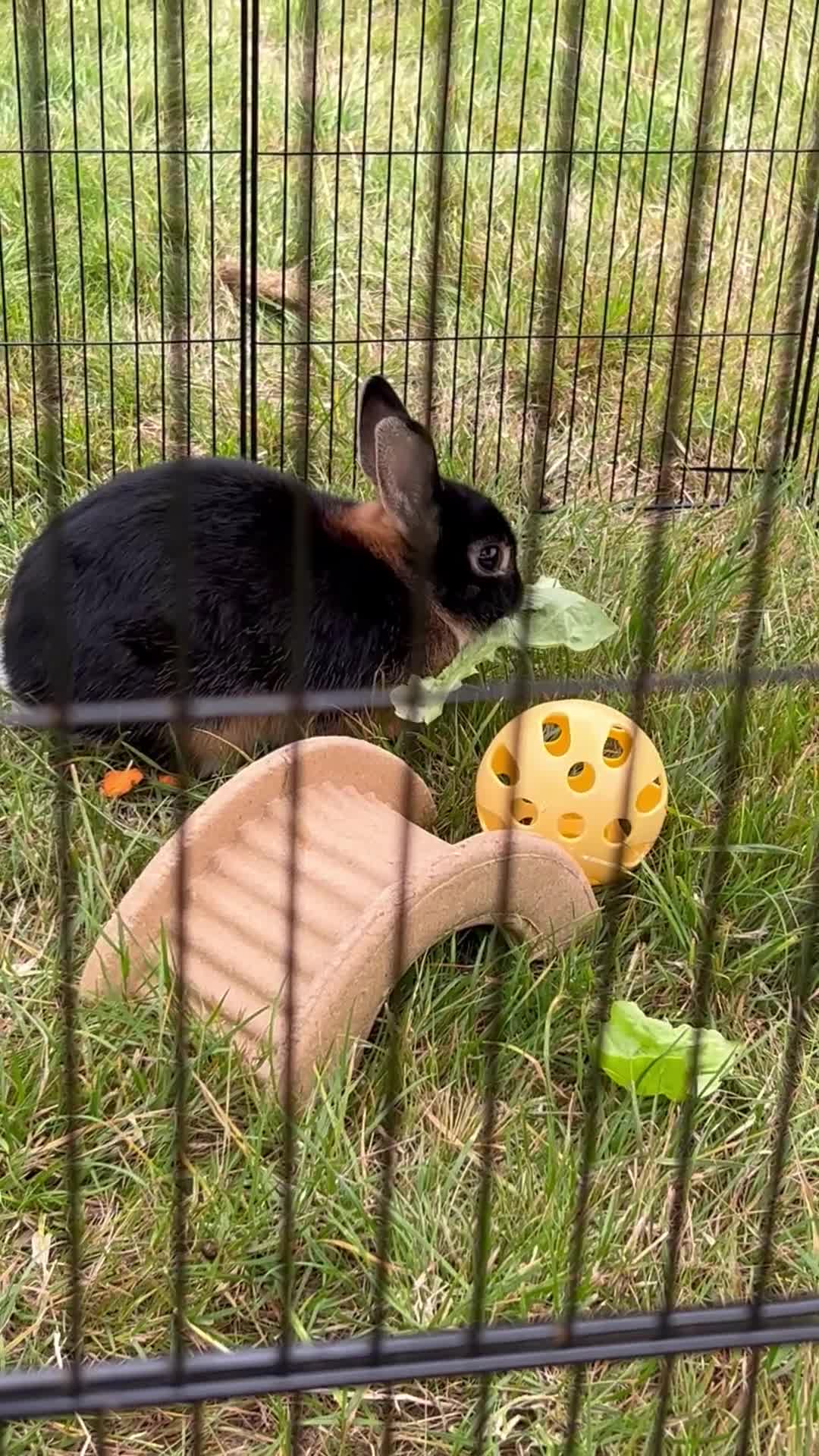 Netherland Dwarf rabbits for sale: Black Netherlands dwarf for sale - Video 1