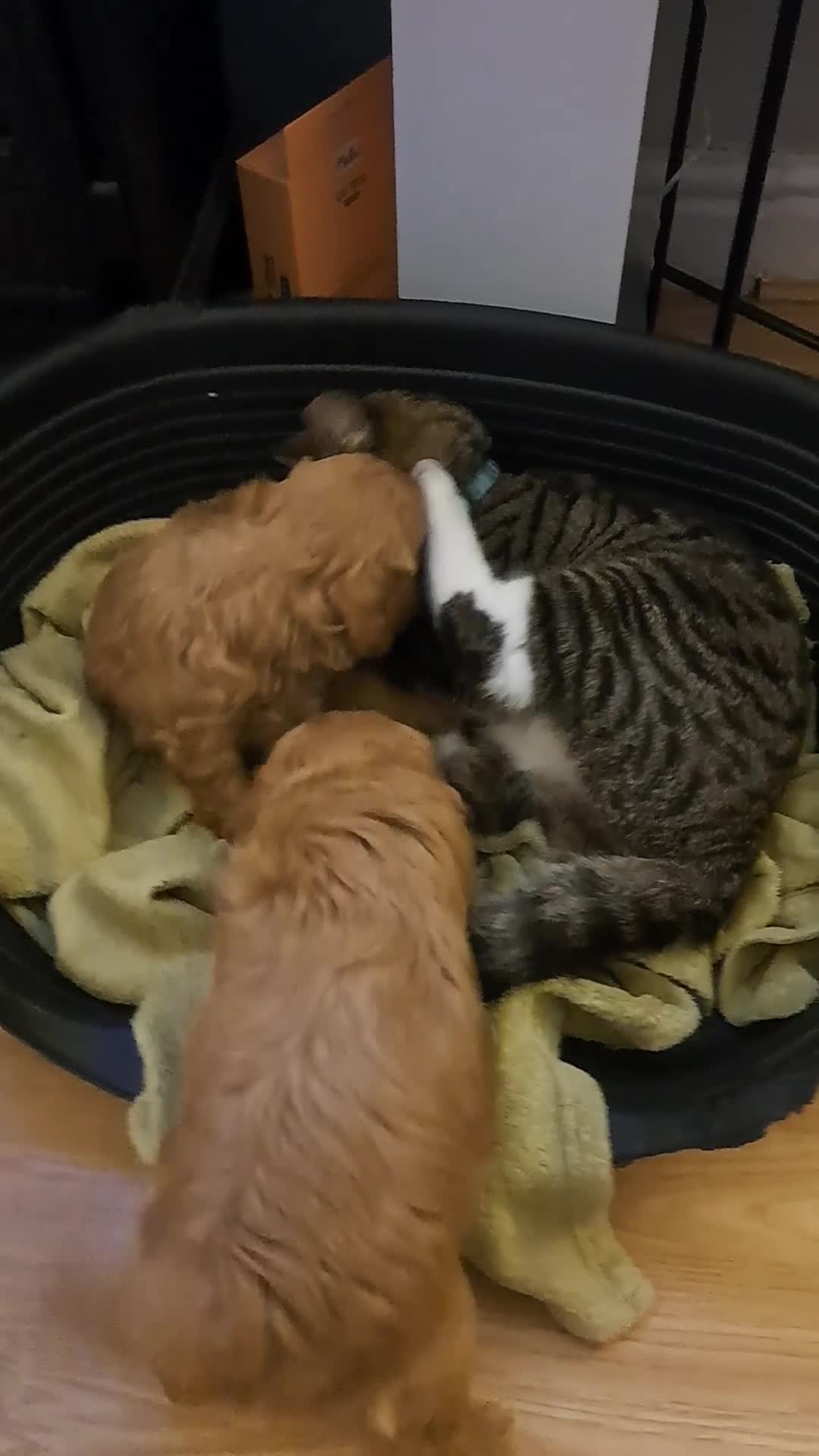 Cockapoo dogs for sale: Gorgeous Red, Golden & Apricot F1 Cockapoos - Video 2