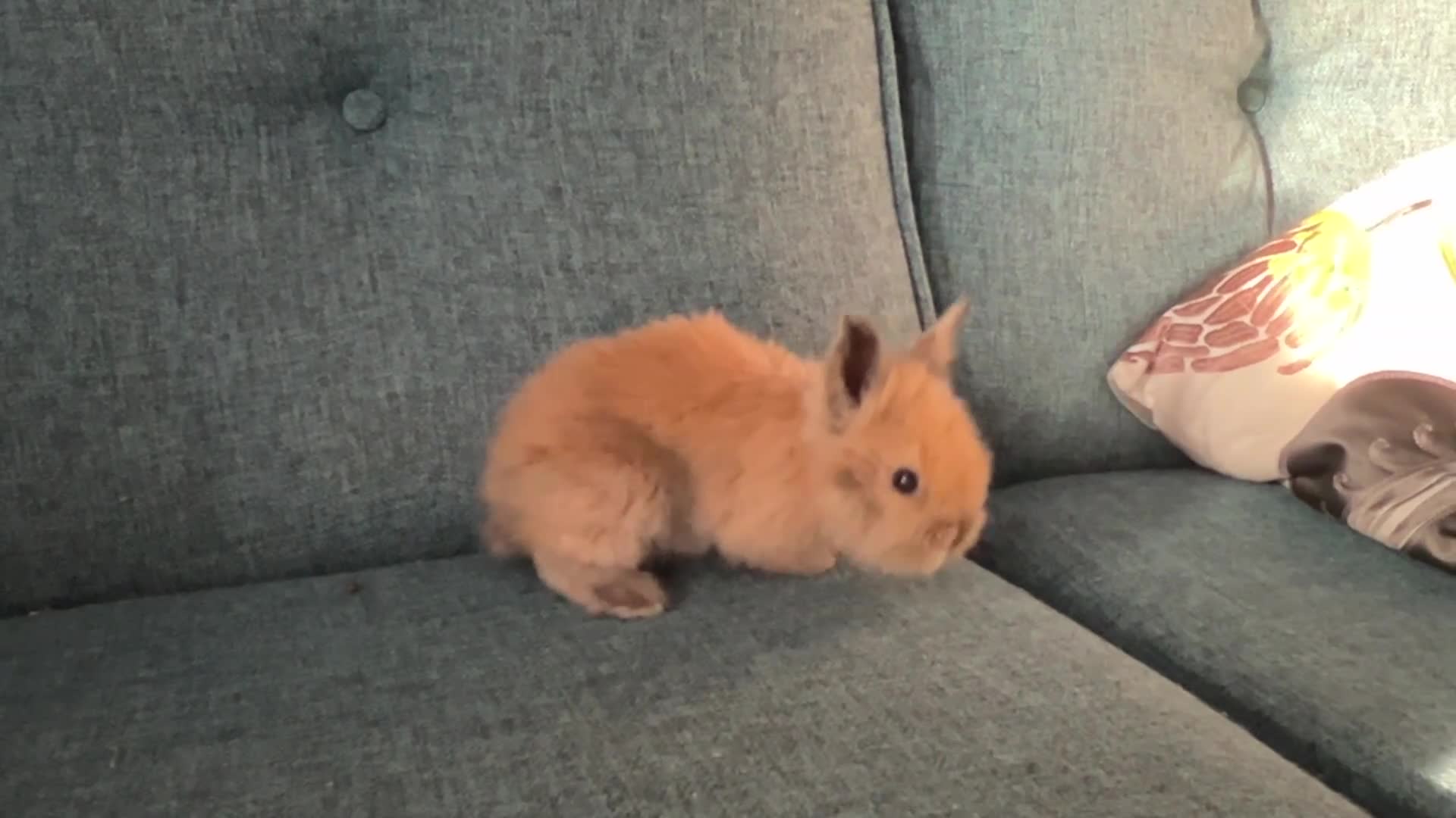 Mini Lion Lop rabbits for sale: Gorgeous Mini lion lops  - Video 1