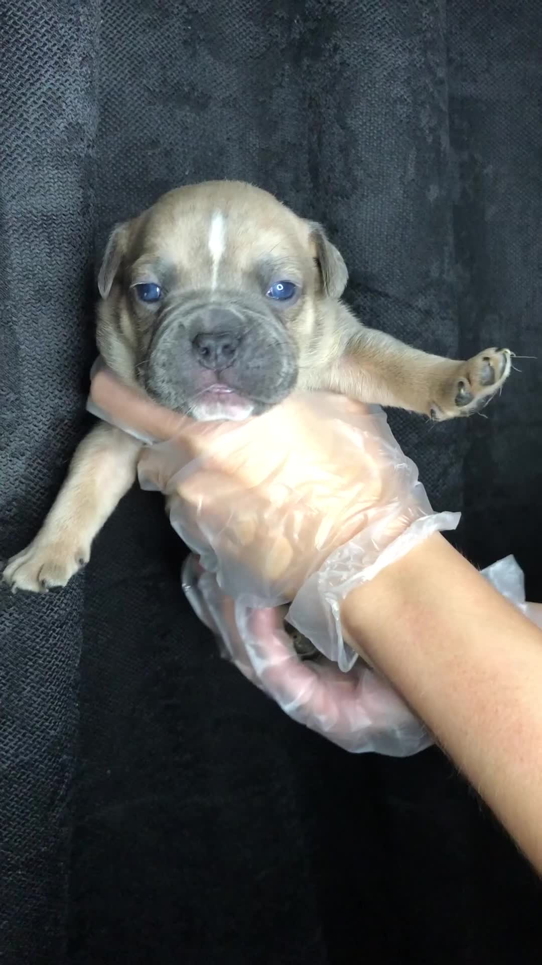 Mixed Breed dogs for sale: Incredible bulldog x FOR-SALE  - Video 1