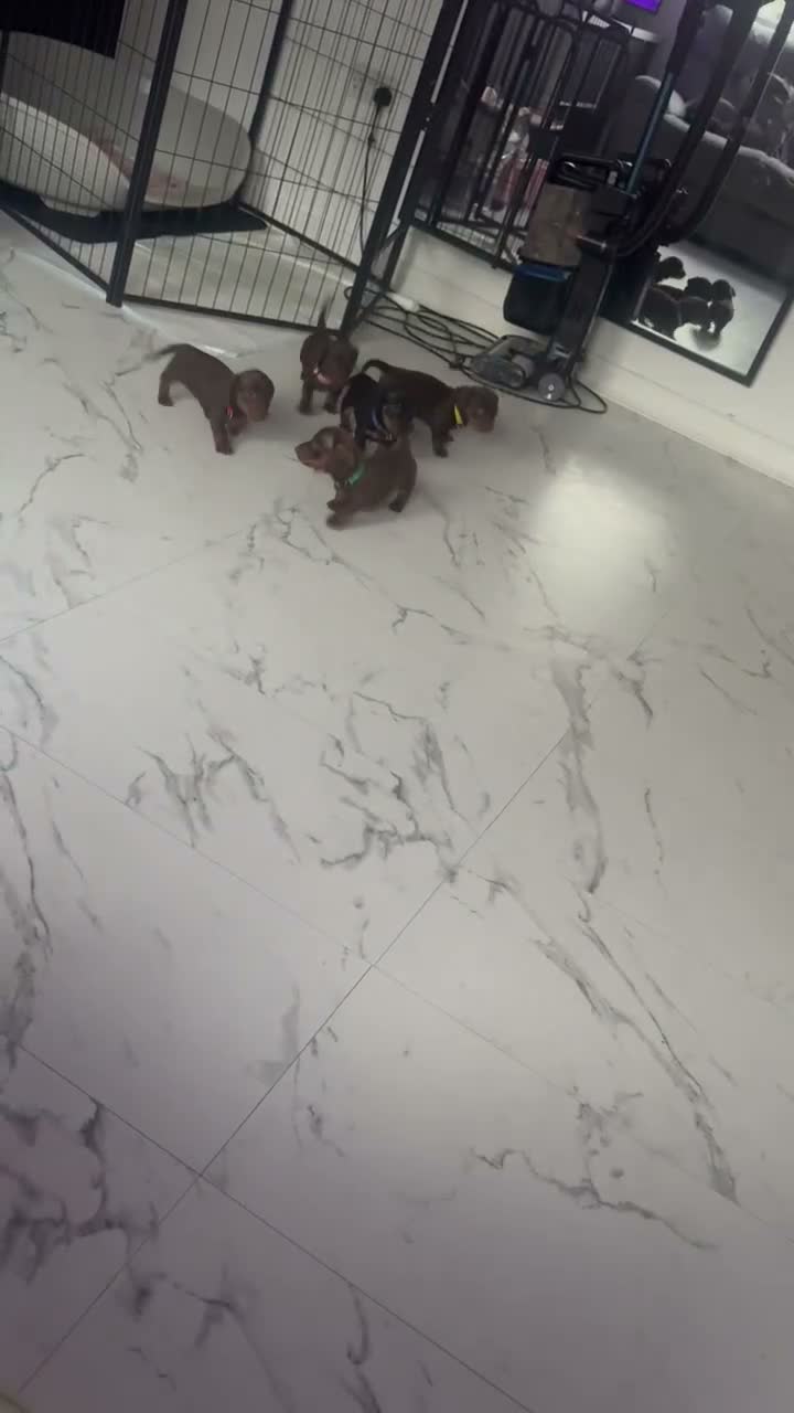 Miniature Dachshund dogs for sale: READY TO GO IN 1 WEEK! MINIATURE DACHSHUNDS - Video 1