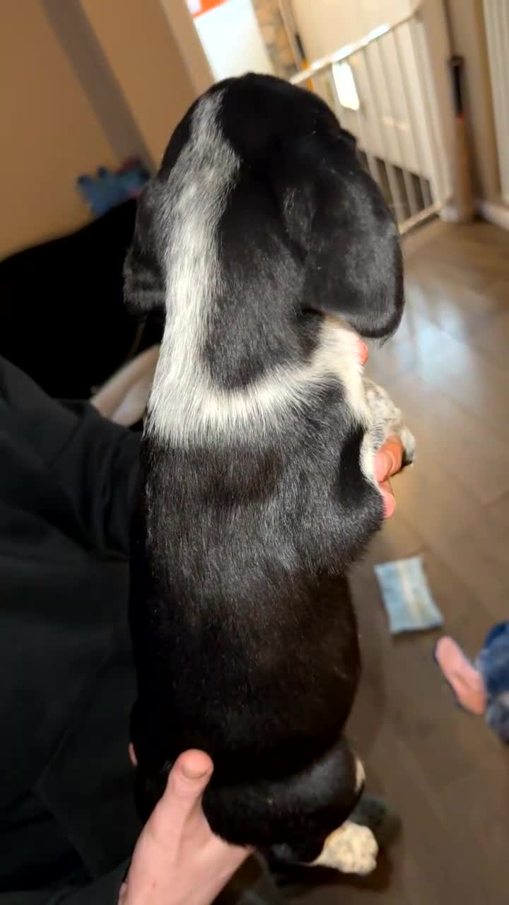 Mixed Breed dogs for sale: 4 Sprollies LEFT 🩶 - Video 4