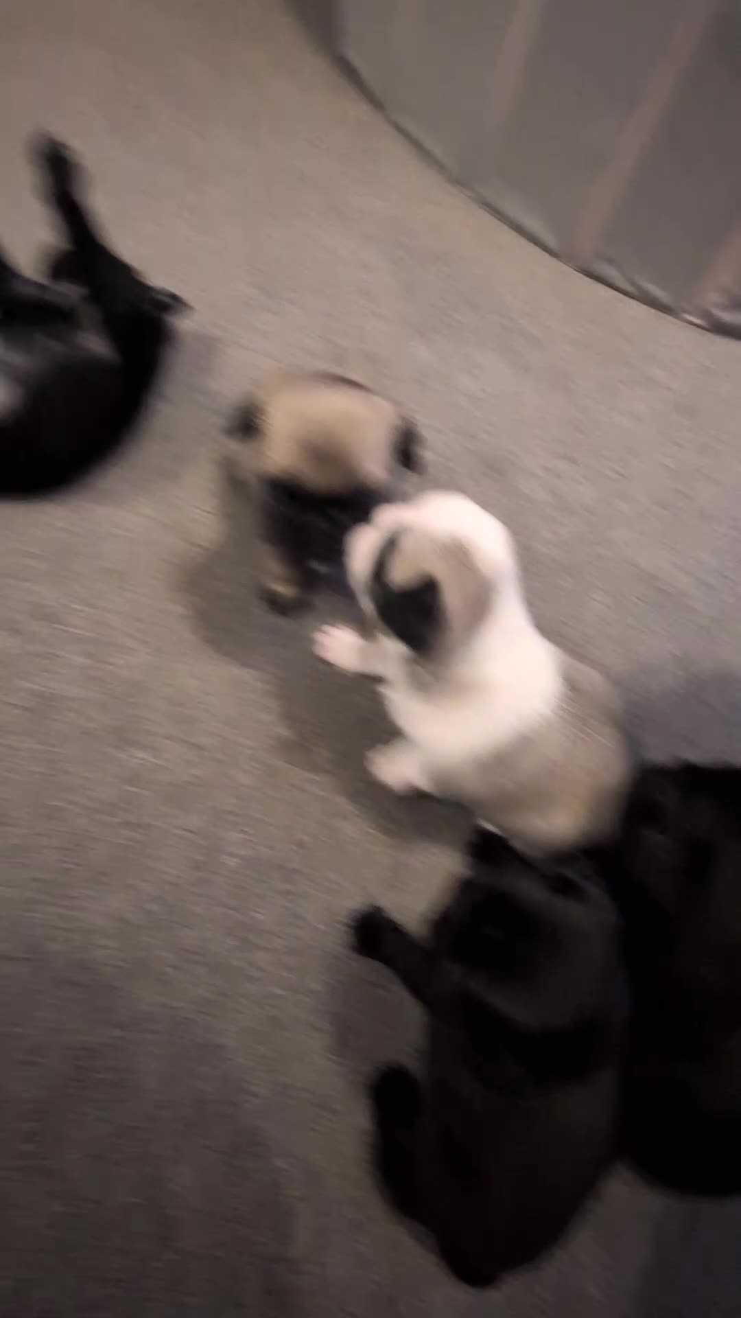 Pug dogs for sale: Pug Puppies - Video 1