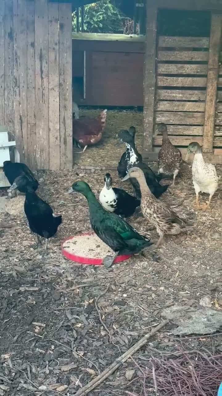 Ducks poultry for sale: Ducks for sale - Video 1