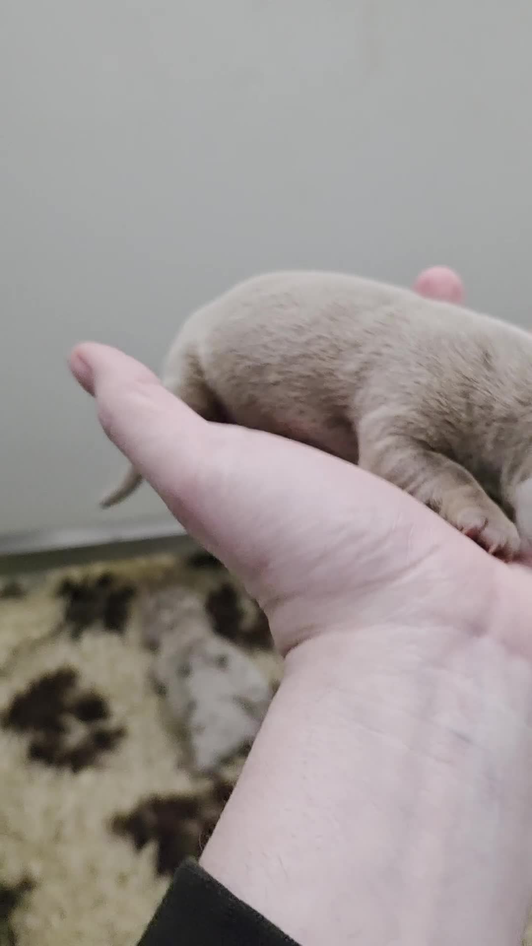 Miniature Dachshund dogs for sale: Arthur and martha - Video 2