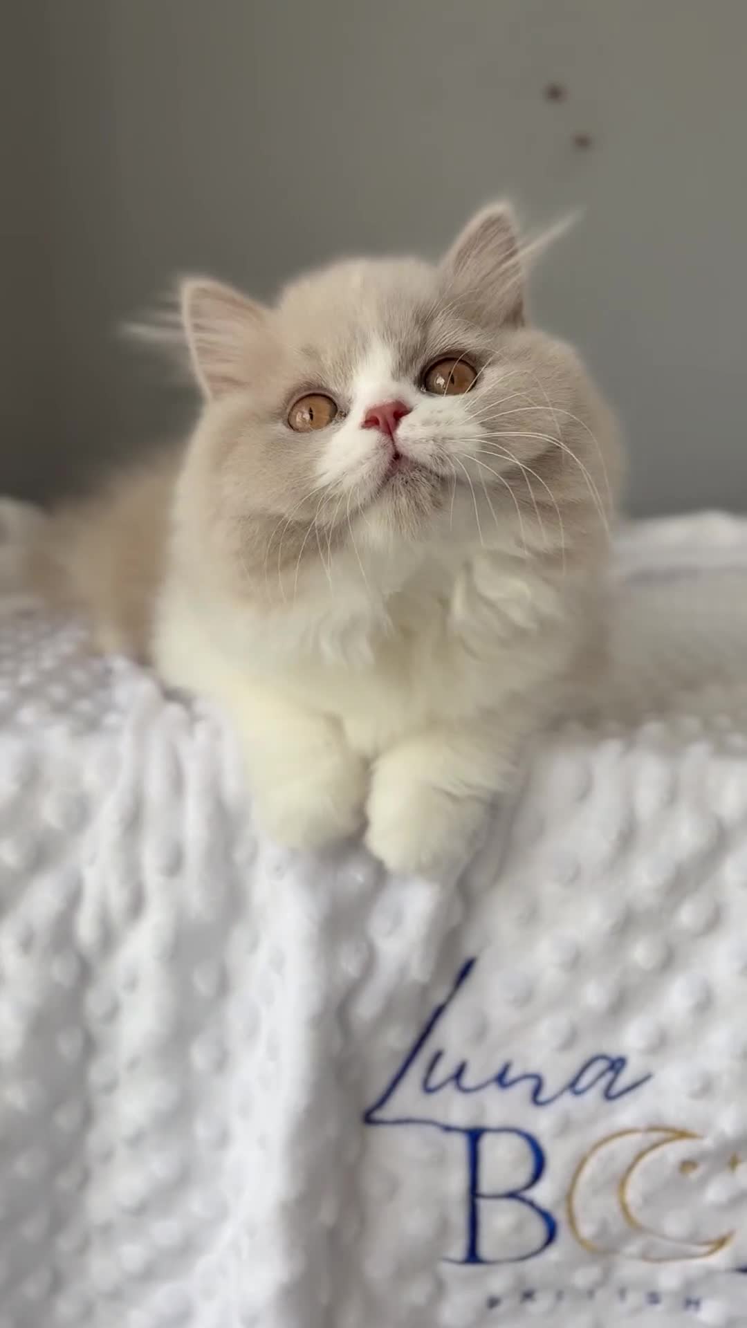 British Shorthair cats for sale: GGCF registered lilac bi kittens available  - Video 2