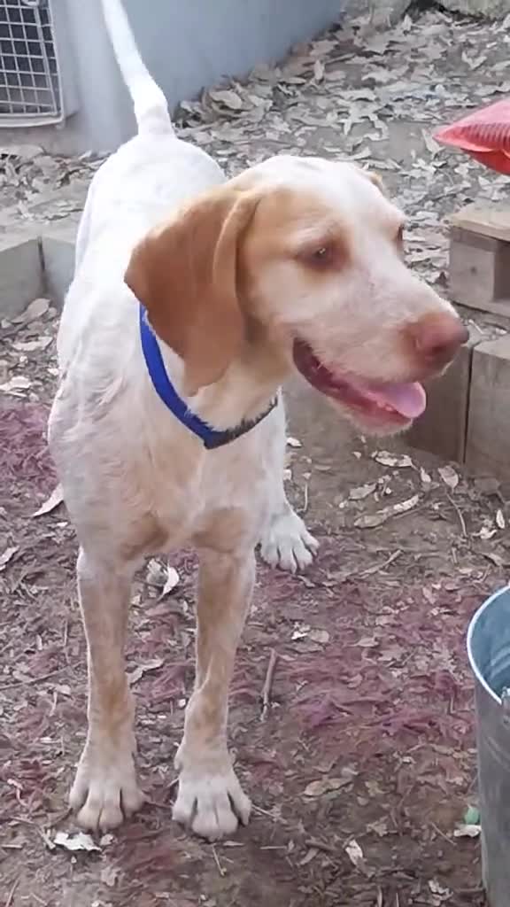 Pointer dogs for adoption: Jimmy is looking for an amazing forever home - Video 3