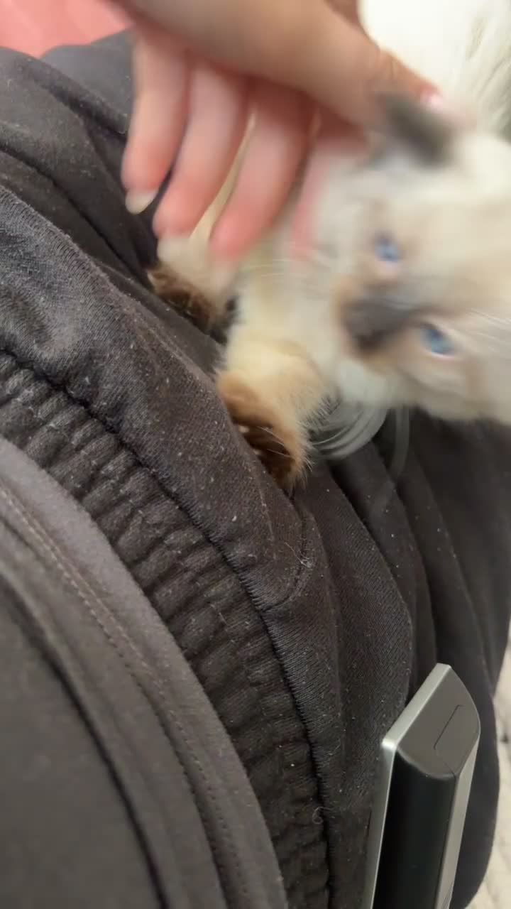 Mixed Breed cats for sale: Gorgeous kitten for sale - Video 1