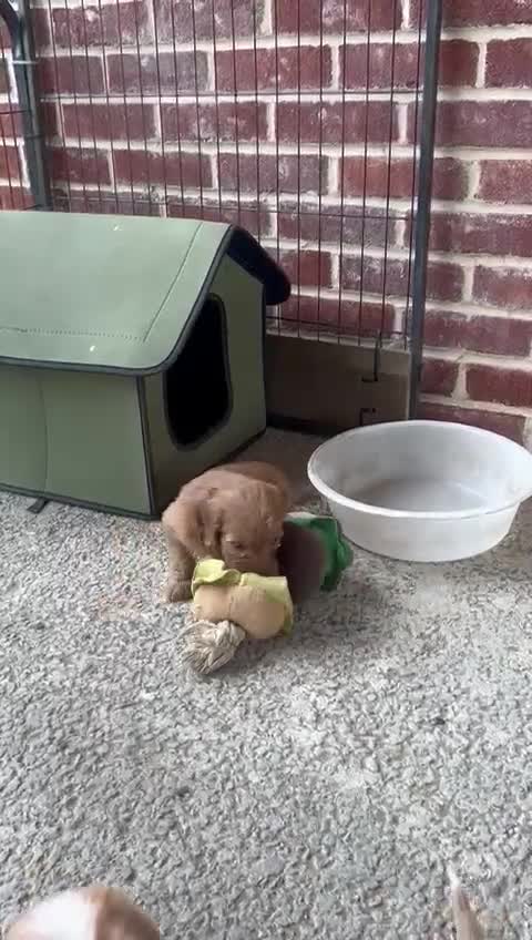 Cockapoo dogs for sale: Red f1 cockapoo puppies  - Video 2