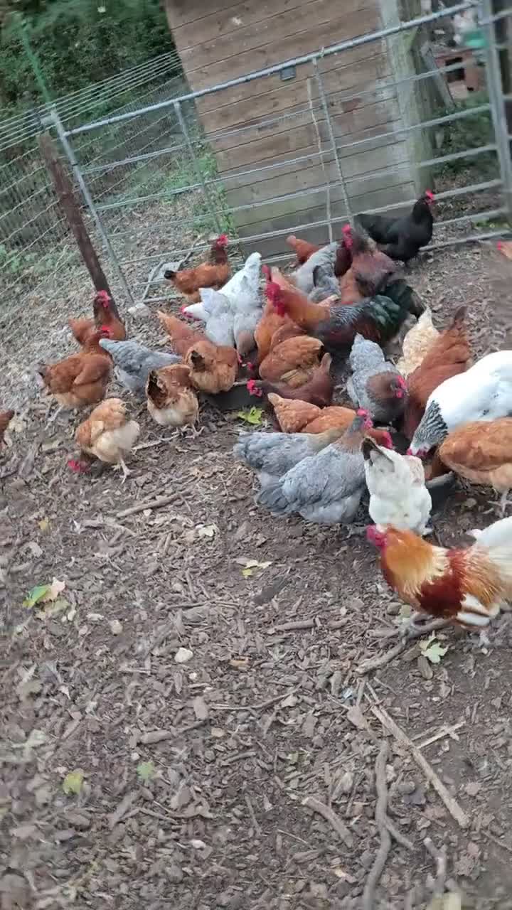 Chickens poultry for sale: Various Breeds of Pullets at Point of Lay - Video 1