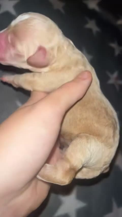 Cockapoo dogs for sale: Cockapoo puppies  - Video 5