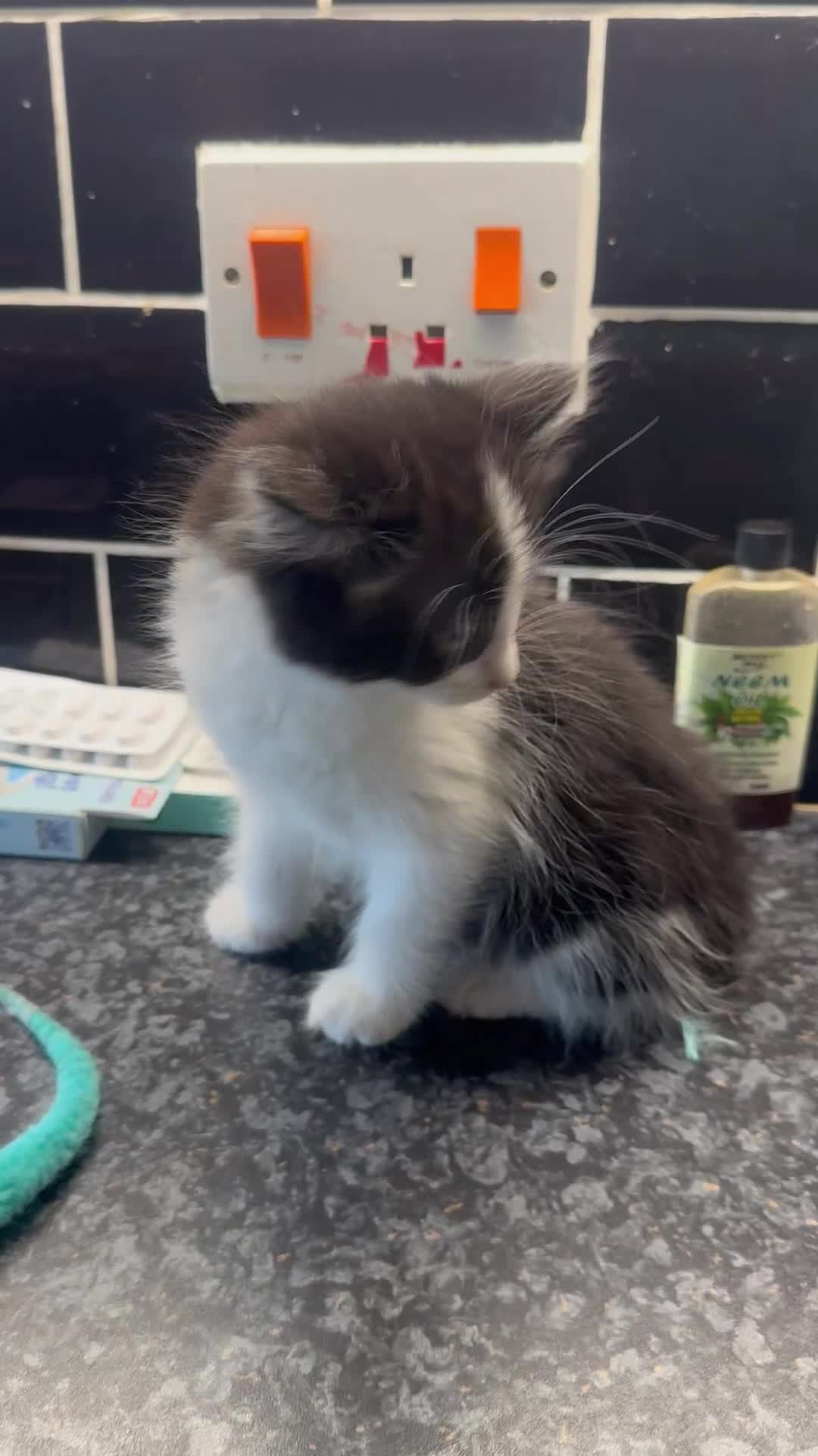 Mixed Breed cats for sale: 2x 10 week old kittens  - Video 1