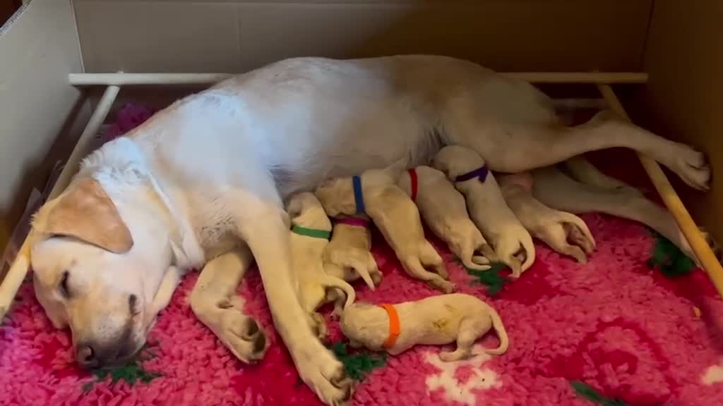Labradoodle dogs for sale: 🐾 Homebred F2B Labradoodle Puppies 🐾 - Video 1