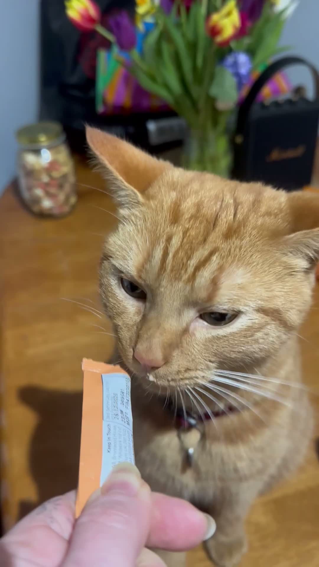 Mixed Breed cats for sale: Noodle  in Ipswich - Video 1