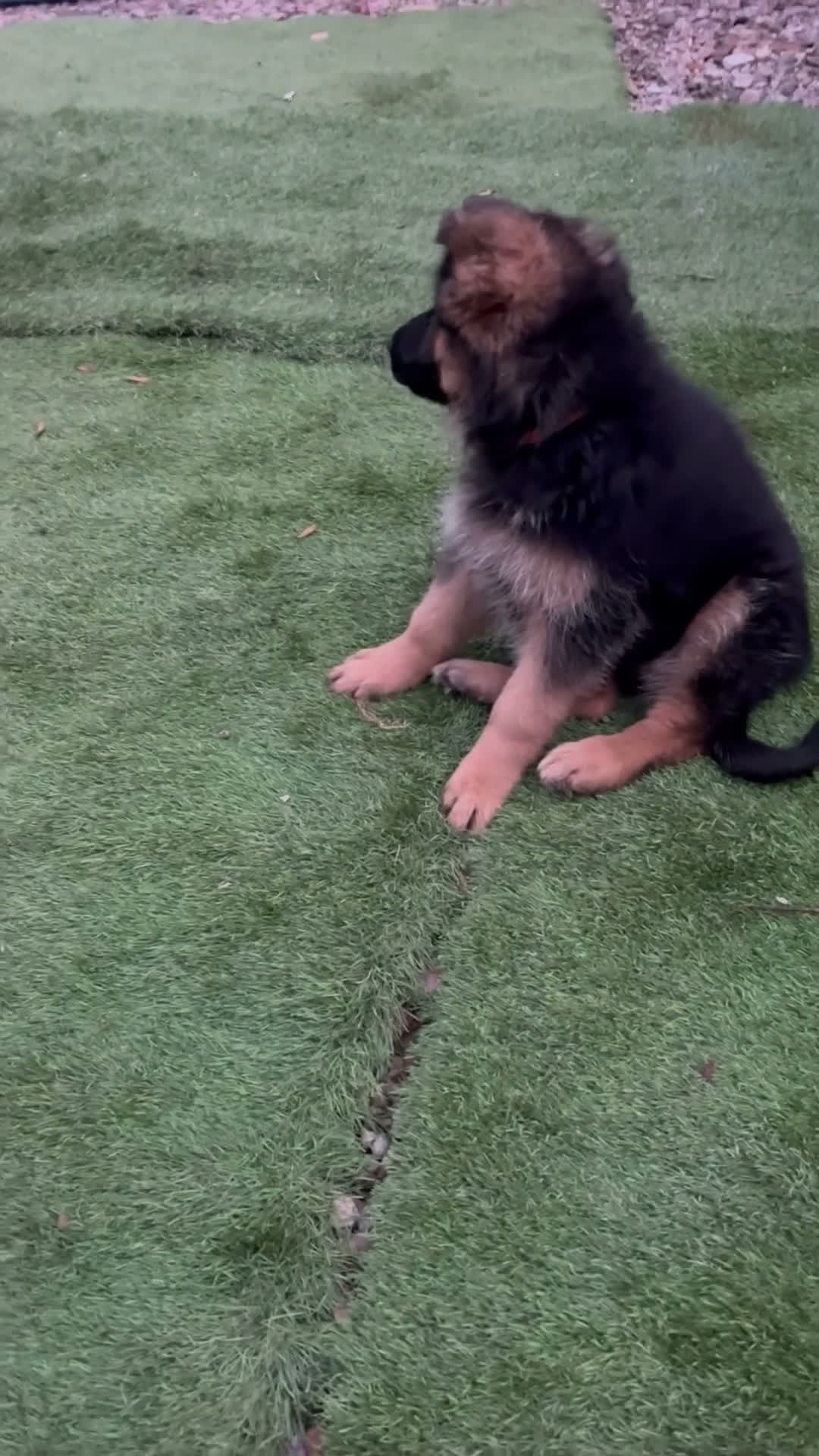German Shepherd dogs for sale: Stunning GSD puppies for sale  - Video 2